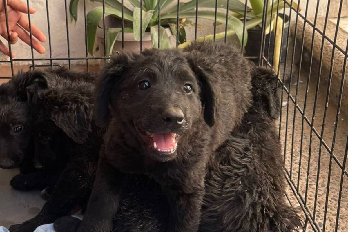 Rescatan a camada de perros de la presa Álvaro  Obregón