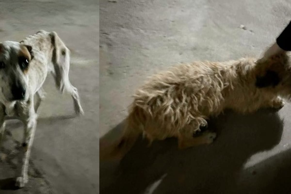 Rescatan a perros en estado de abandono en vivienda de la Hidalgo