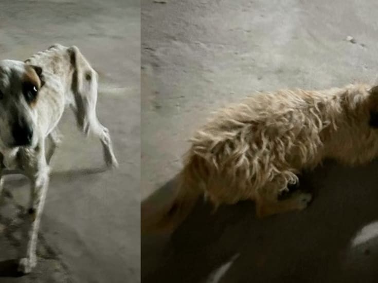 Rescatan a perros en estado de abandono en vivienda de la Hidalgo