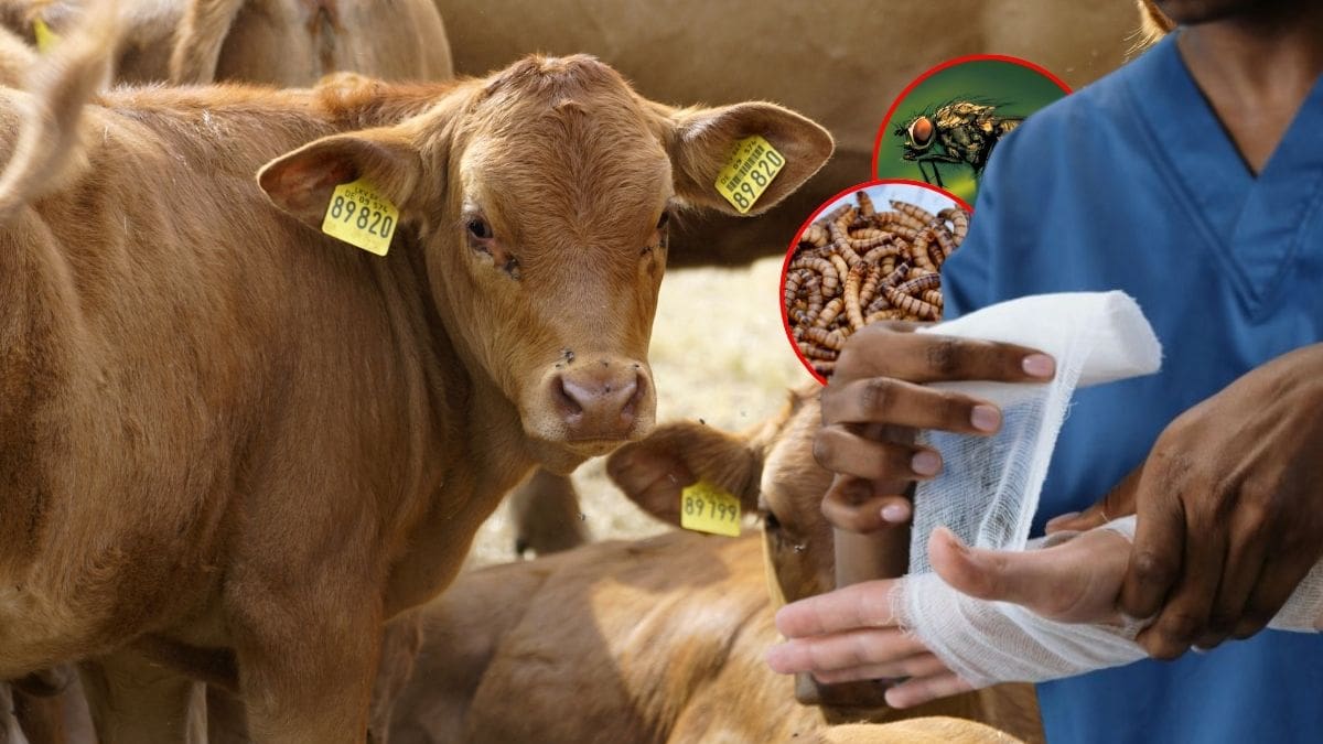 Aunque autoridades de salud y agricultura refuerzan vigilancia contra el gusano barrenador, México registró más de cien casos de infección en humanos por esta plaga durante 2025