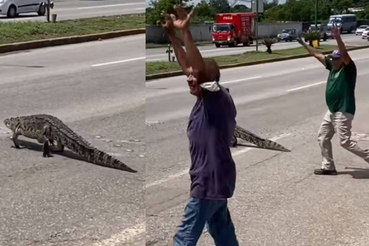 "¡Aguas, aguas!"; Ciudadanos ayudan a un cocodrilo a cruzar una avenida en Altamira (VIDEO)