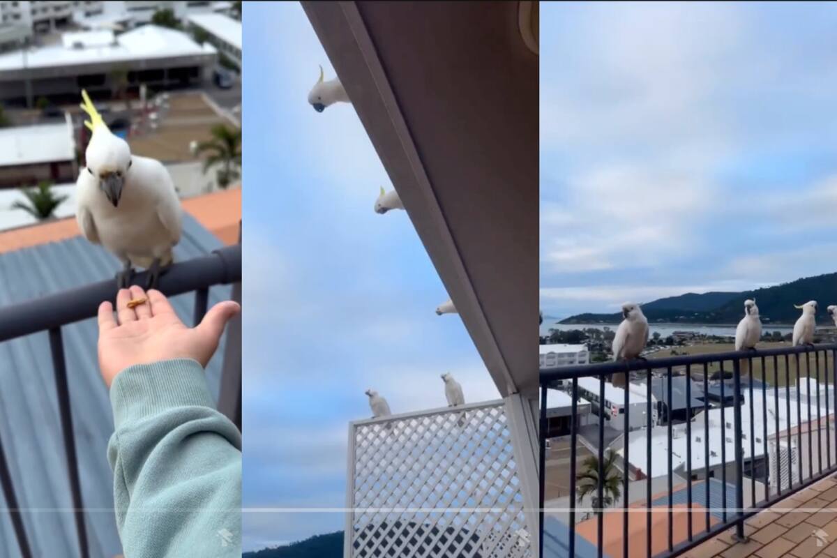 La terraza de una mujer es invadida por cacatúas después de haberle dado una galleta a una de ellas (VIDEO)