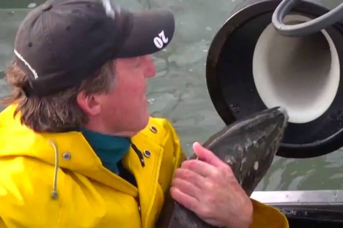 El cañón para peces, un medio de transporte marino seguro