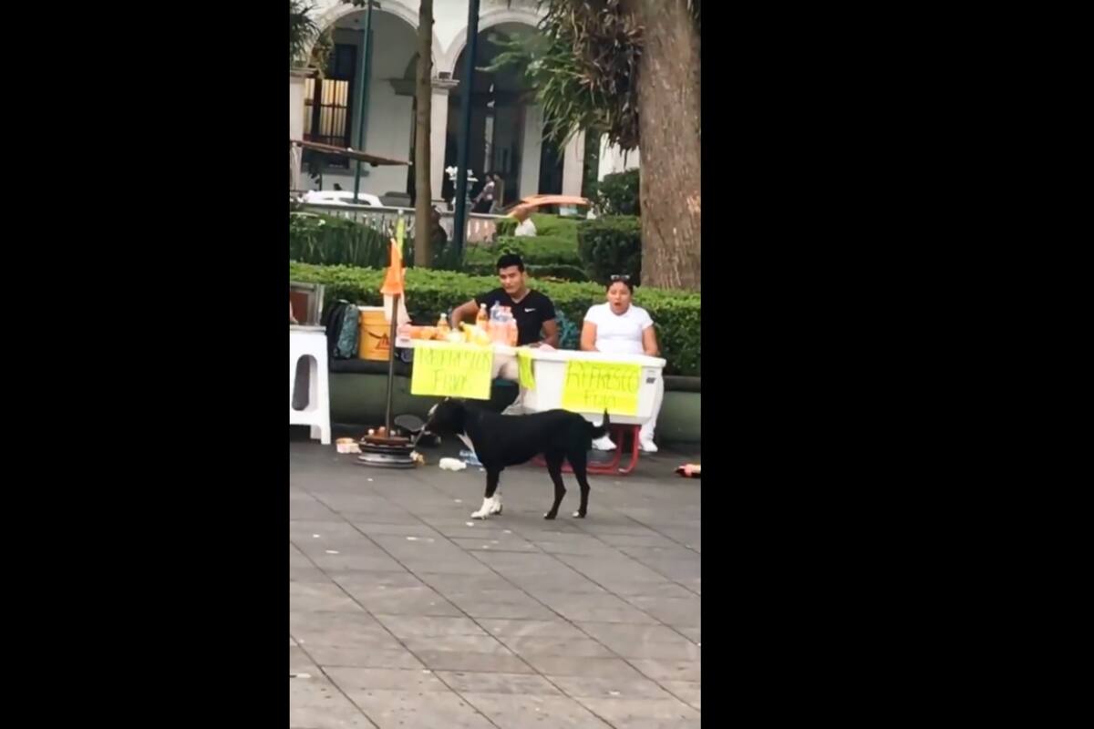 VIRAL TIKTOK: Perrito en patineta derrumba puesto de bebidas