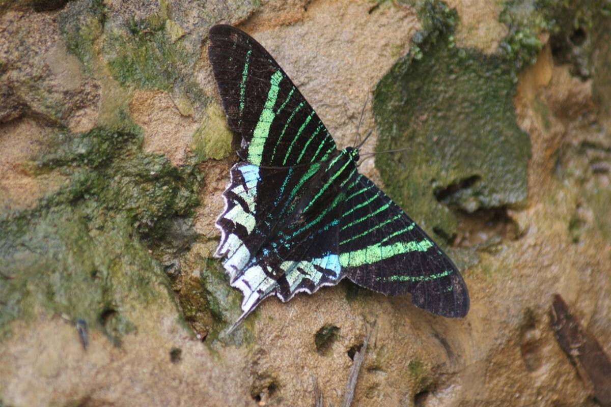 Descubren el origen de las mariposas amazónicas