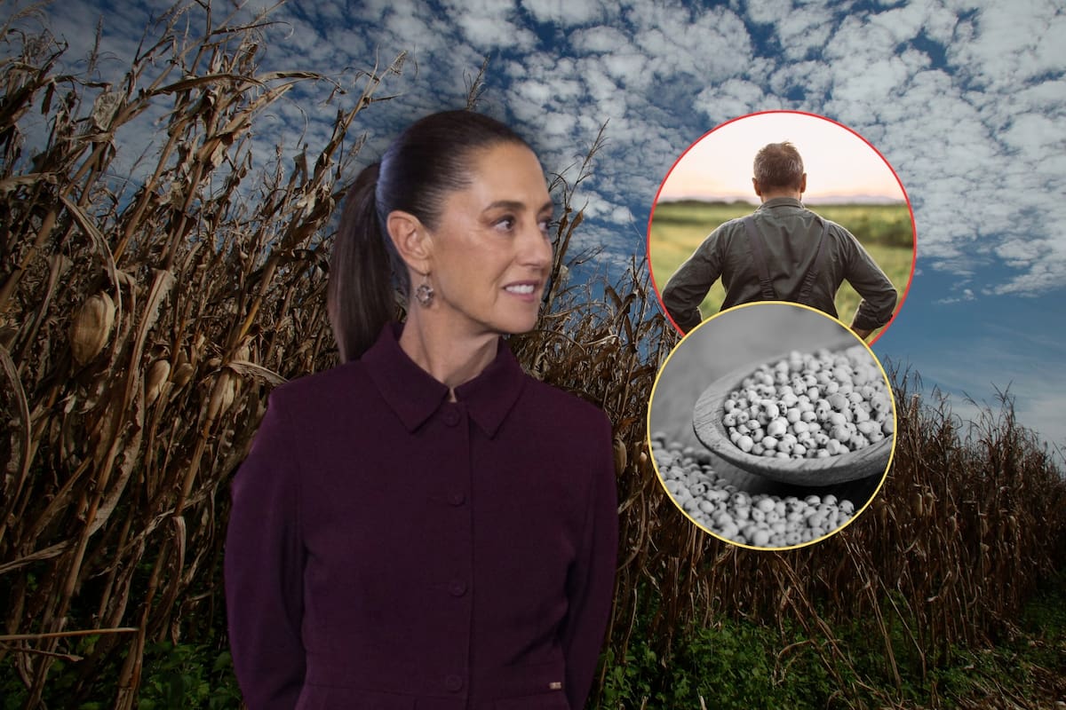 La industria del sorgo tuvo su peor caída en 40 años, poniendo en peligro la cadena alimentaria nacional y obligando a los productores a abandonar más de un millón de hectáreas ante el grano extranjero, la poca rentabilidad y la falta de apoyos del gobierno