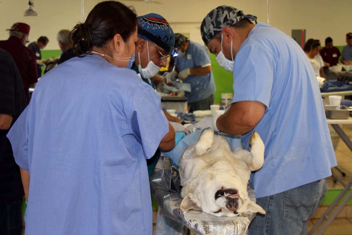Esterilizaciones gratis continúan en CEMCA