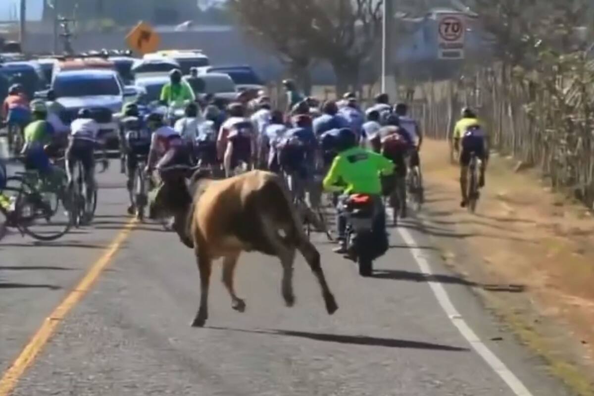 VIDEO: Toro ataca a ciclistas en “Tour de la Paz” de Guatemala
