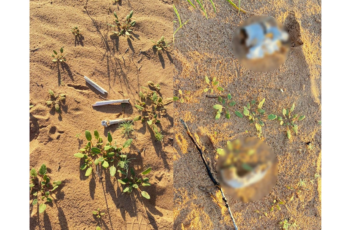 Localizan restos óseos cerca de una cementera durante búsqueda del colectivo Buscando en San Luis RC