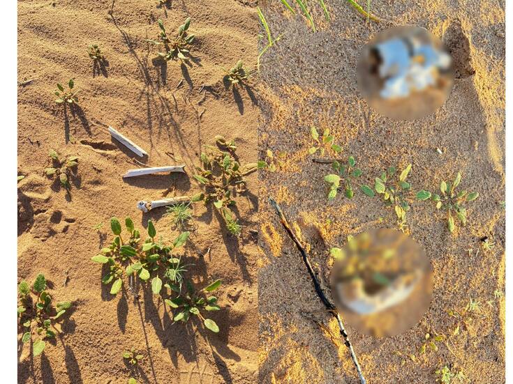 Localizan restos óseos cerca de una cementera durante búsqueda del colectivo Buscando en San Luis RC