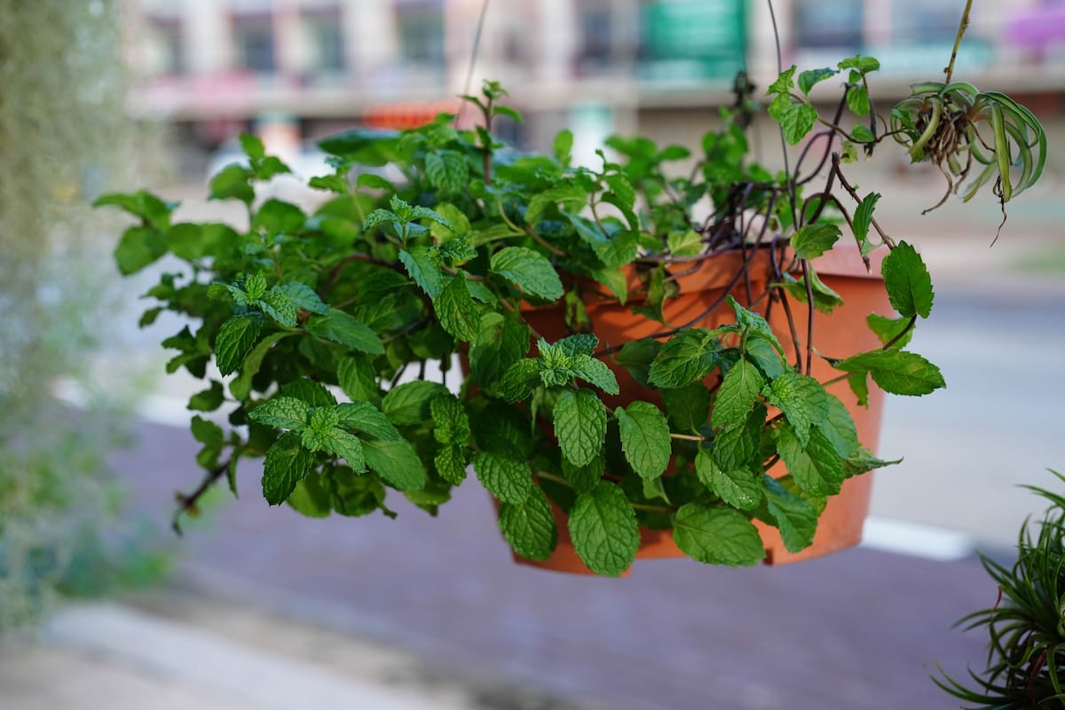 Expertos en control de plagas recomiendan sembrar estas tres plantas aromáticas para alejar a las ratas del jardin y eliminar las fuentes de comida, agua y refugio que atraen a los roedores