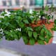 Tres plantas que ayudan a alejar ratas del jardín