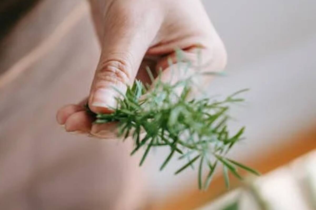 Descubre los beneficios del romero para la memoria y la salud cerebral
