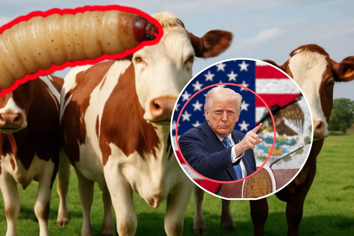 EEUU enviará personal a México tras detección de nuevo caso de gusano barrenador en Nuevo León, estas medidas anunció la secretaria de Agricultura