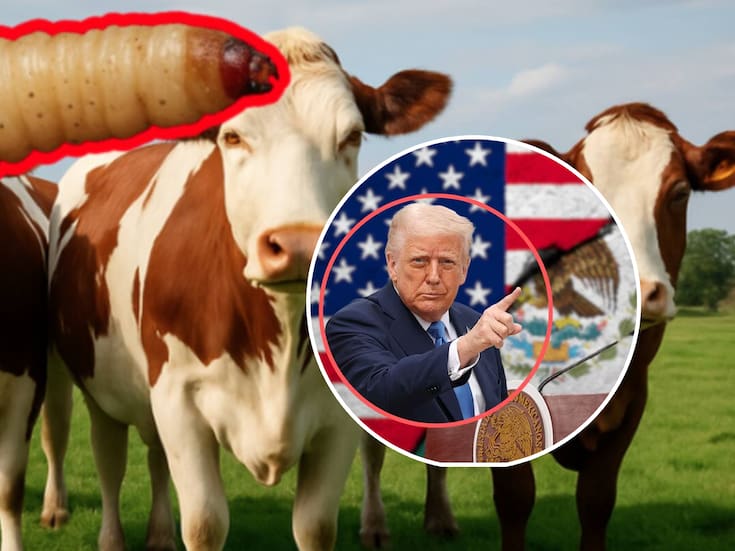 EEUU enviará personal a México tras detección de nuevo caso de gusano barrenador en Nuevo León, estas medidas anunció la secretaria de Agricultura