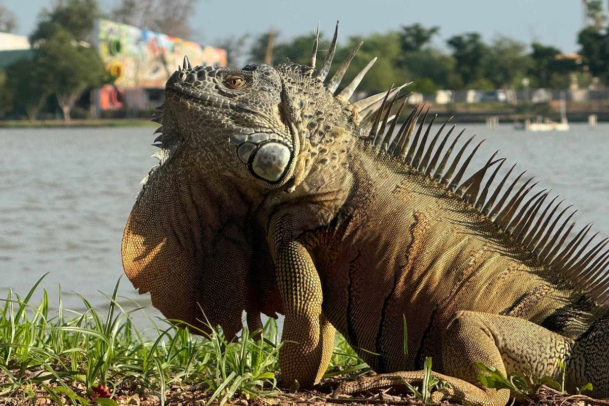 Crece población de iguanas en la Laguna del Náinari: Esto preocupa a especialistas