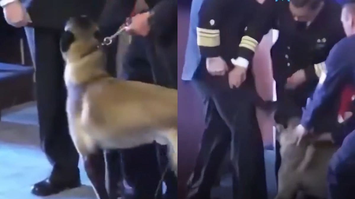 Perro detector de drogas ‘se equivoca’ y ataca el bolsillo del director de la Armada en Chile