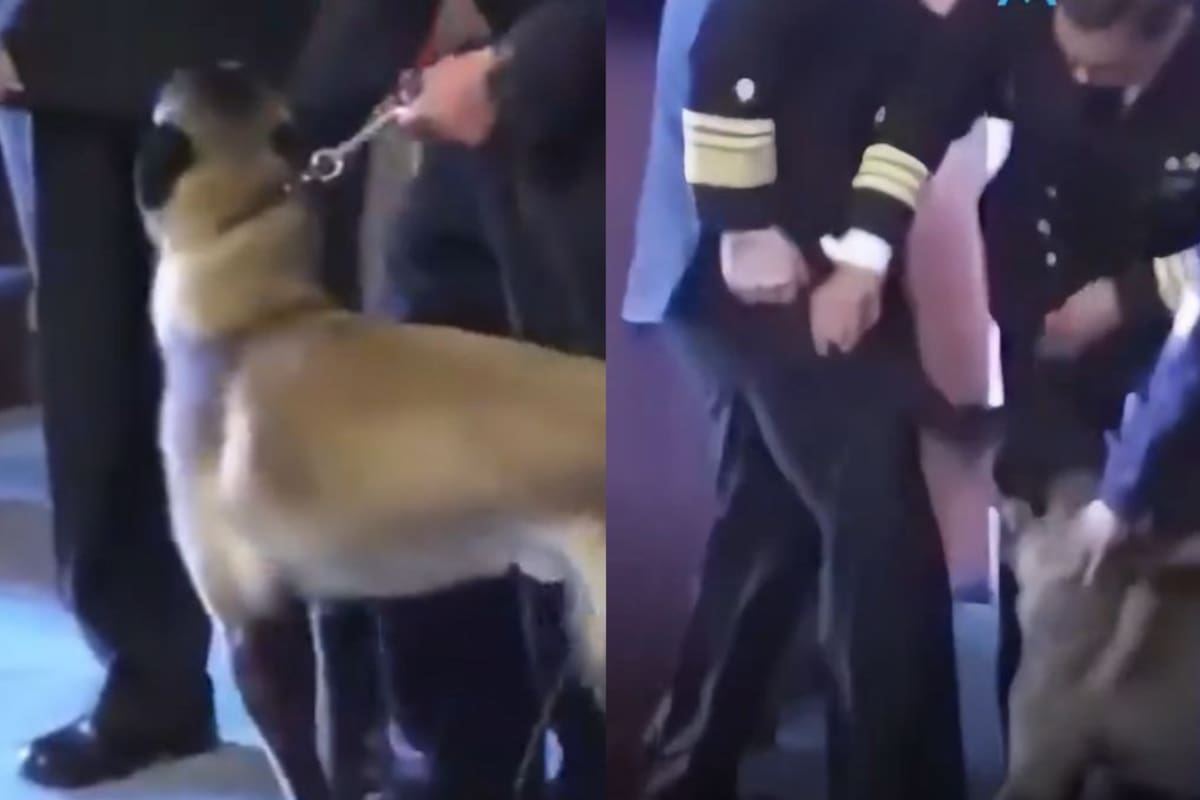 Perro detector de drogas ‘se equivoca’ y ataca el bolsillo del director de la Armada en Chile