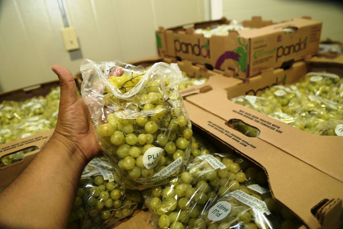 Se queda “corta” producción de uva en Sonora
