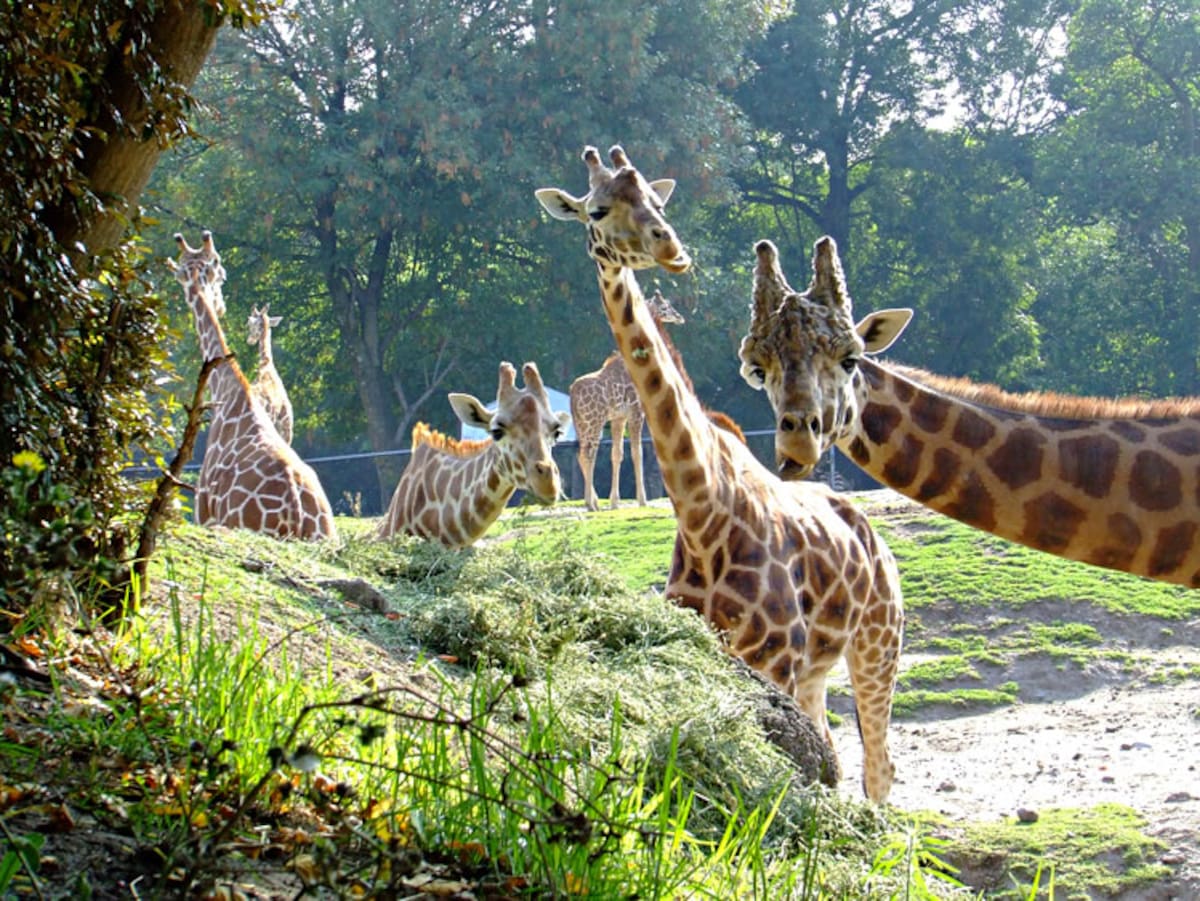 La manada en el Centro de Conservación de Vida Silvestre Chapultepec está formada por 11 jirafas. | Crédito: Centro de Conservación de Vida Silvestre Chapultepec