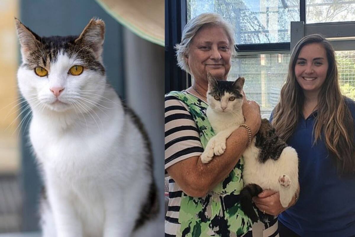 Chester, el 'demoniaco' gato que ha sido regresado más de cuatro veces, ya tiene dueña