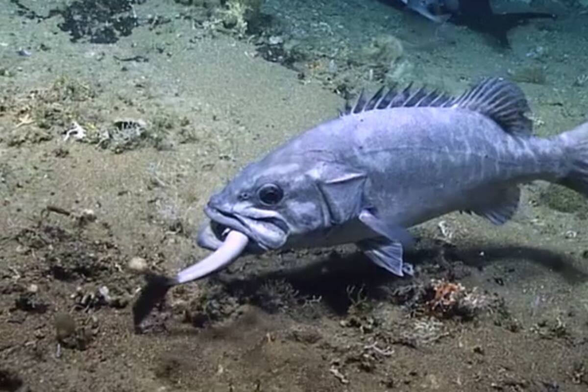 Tiburón es devorado por un pez gigante