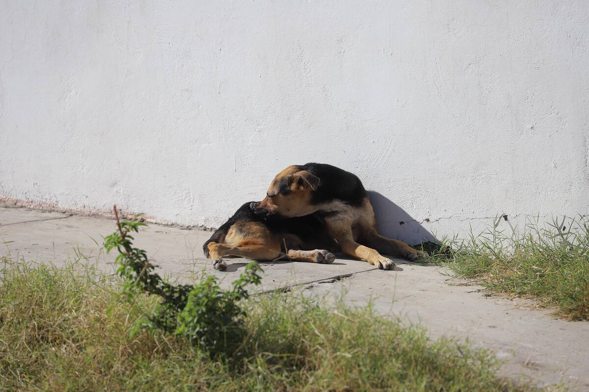 Piden ayuda por perros callejeros en Rancho Grande