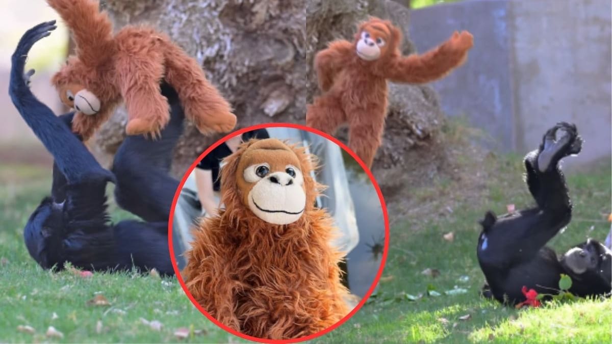 Inspirados por Punch el Zoológico de Phoenix explica por qué dio un peluche a Bodie, un siamang de 4 años