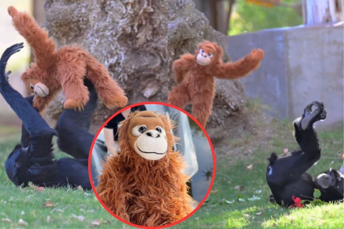 Inspirados por Punch el Zoológico de Phoenix explica por qué dio un peluche a Bodie, un siamang de 4 años