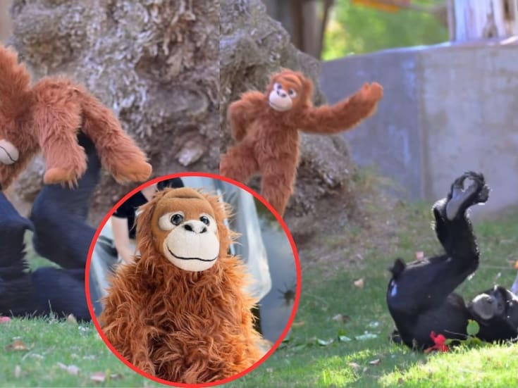 Inspirados por Punch el Zoológico de Phoenix explica por qué dio un peluche a Bodie, un siamang de 4 años