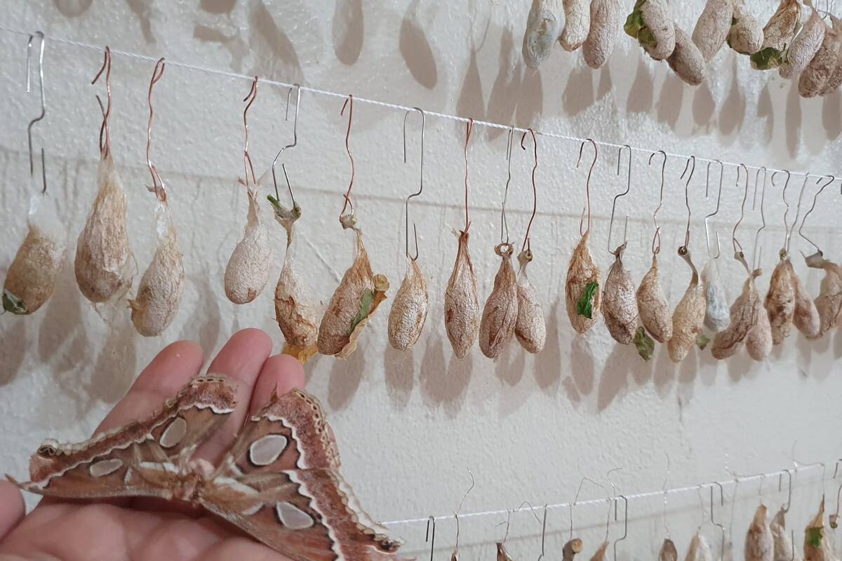 Se triplica la producción en mariposario de Cócorit