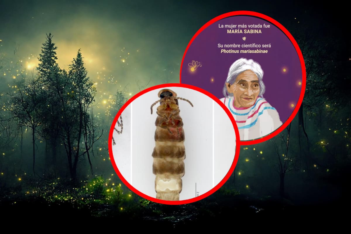 Nueva especie de luciérnaga recibe el nombre de la icónica curandera mexicana María Sabina