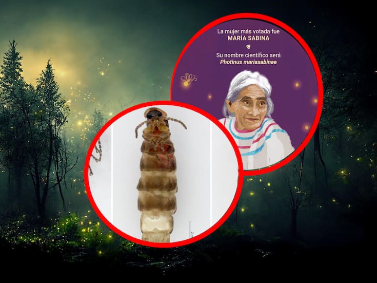 Nueva especie de luciérnaga recibe el nombre de la icónica curandera mexicana María Sabina