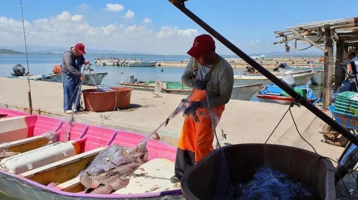 Con la pesca de camarón se reactivaron cientos de comercios y servicios en el Sur de Sonora.