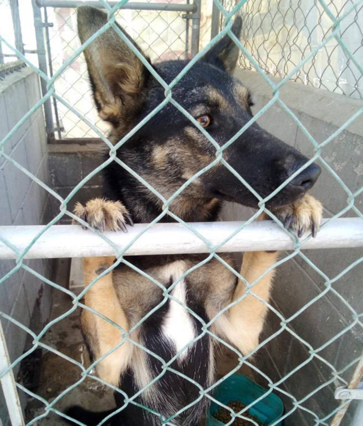 En cuanto a maltrato animal, al Estado le falta mucho por avanzar.
