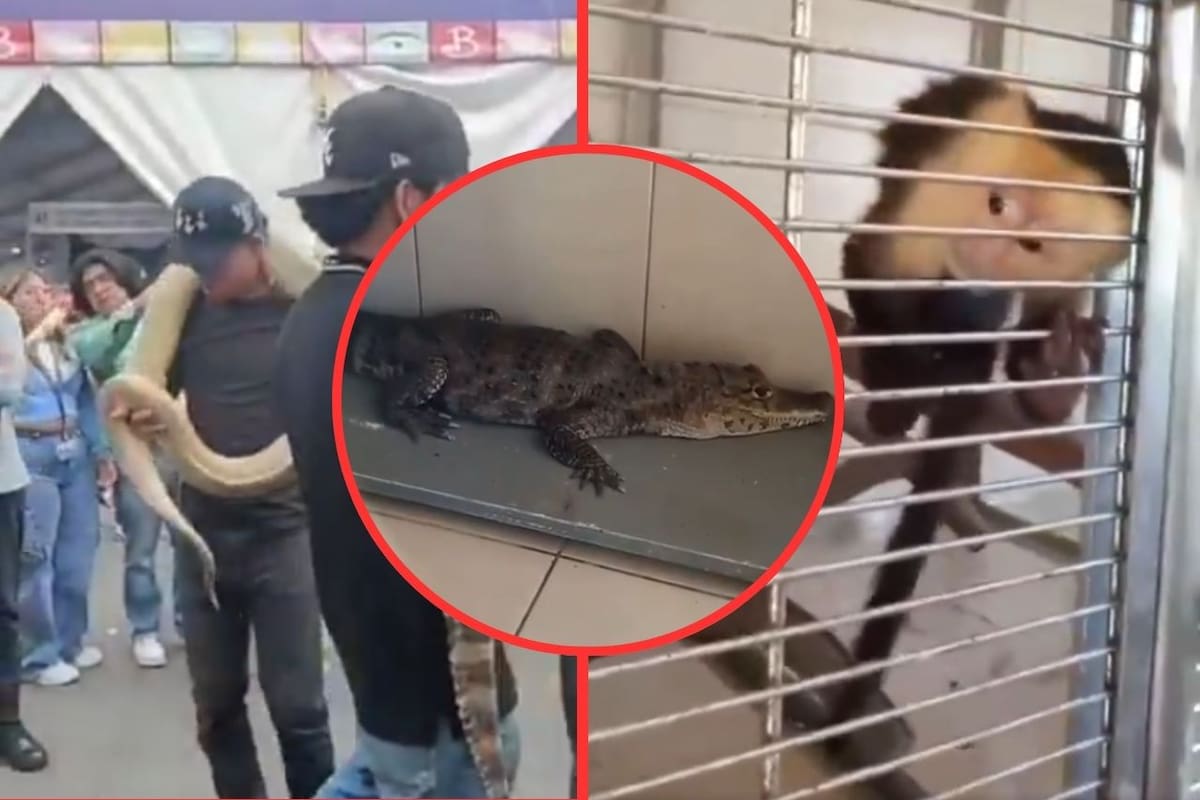 Rescatan a mono capuchino, caimán y serpiente en el Zócalo de la CDMX