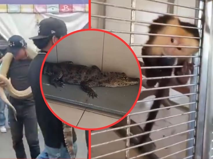 Rescatan a mono capuchino, caimán y serpiente en el Zócalo de la CDMX
