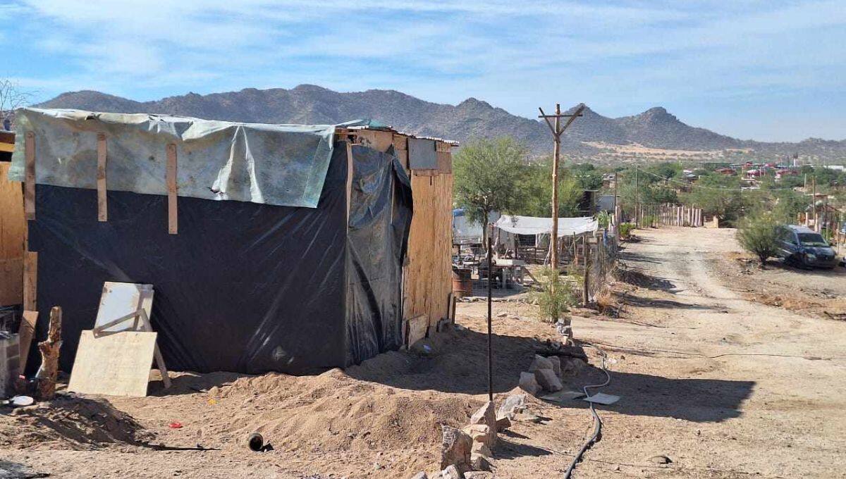 Vecinos temen por la salud debido a plaga de garrapatas y arañas peligrosas