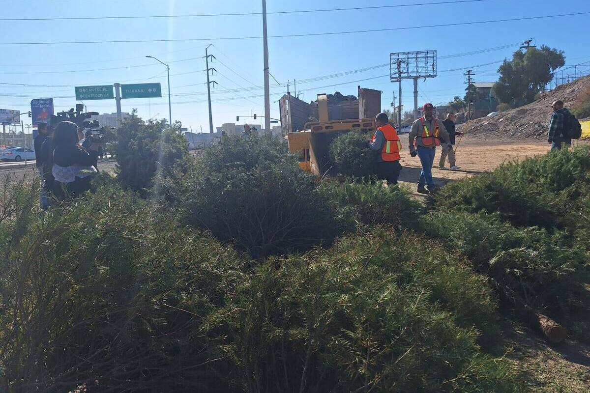 Entregan mil 480 pinos navideños en centros de acopio del Ayuntamiento de Mexicali