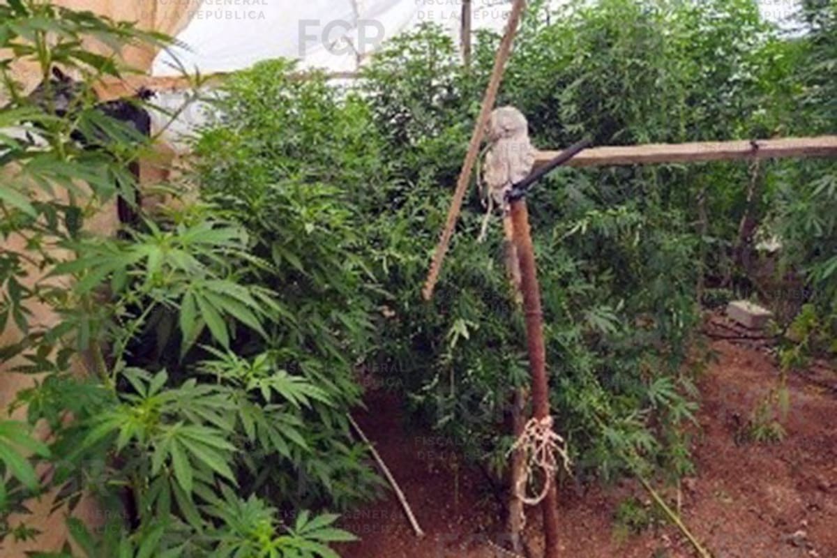 Catean inmueble en San Quintín y aseguran 307 plantas de presunta marihuana