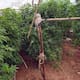 Catean inmueble en San Quintín y aseguran 307 plantas de presunta marihuana