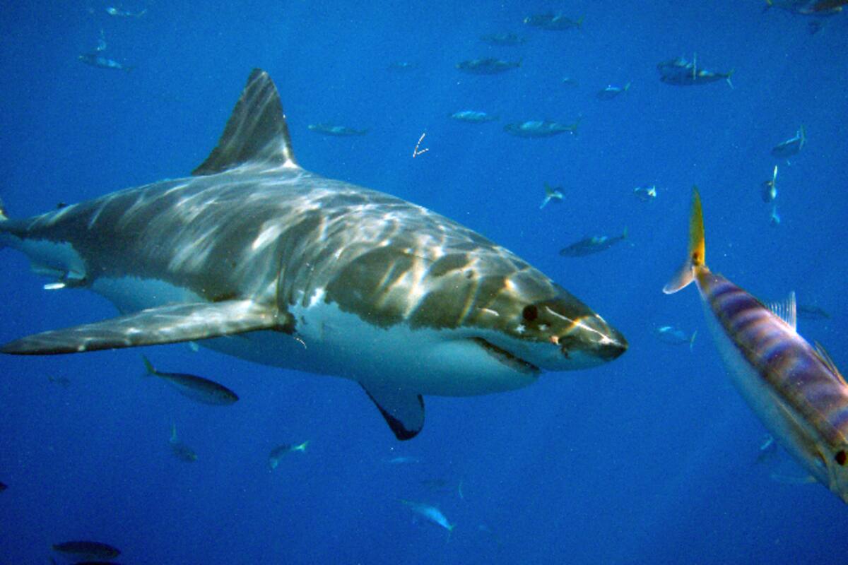 Somos un país que consume tiburones