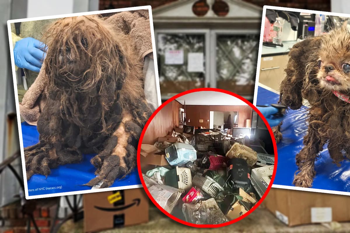 Rescatan a más de 80 perros que vivían en “una casa de horrores”, con olor tóxico y sin electricidad; la dueña era una señora de 73 años que era acumuladora y fue encontrada muerta en NY
