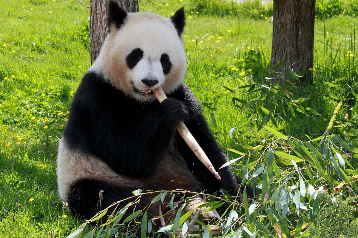 Los pandas solo comen bambú, entonces ¿por qué son gordos?