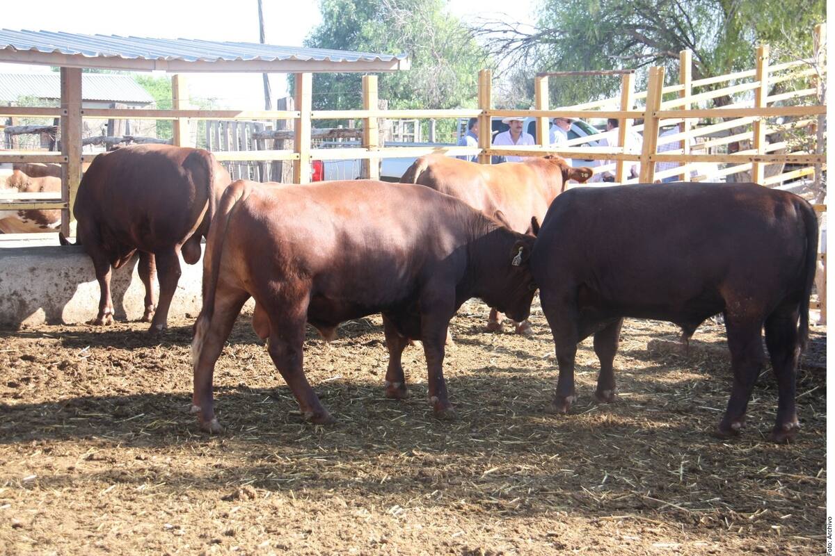 Sonora logra exportar 375 cabezas de ganado a EU en el primer día de reanudación