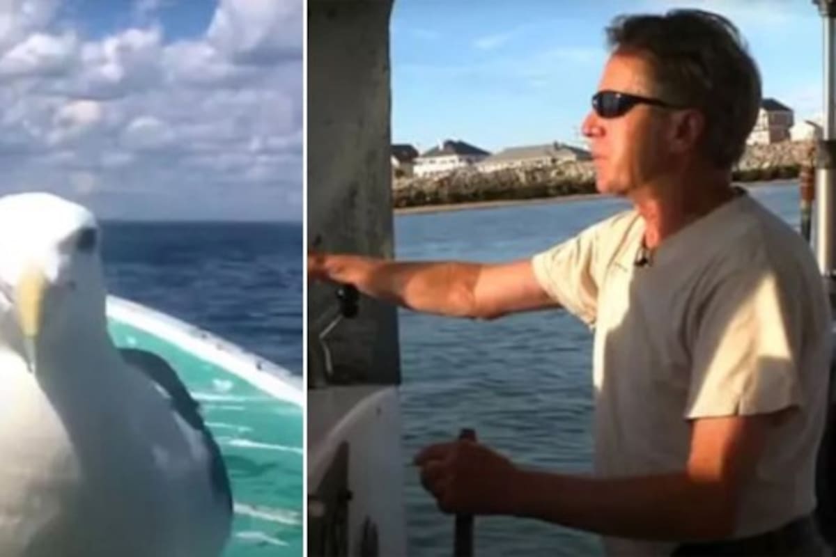 Salvó a una gaviota y lo acompaña mientras pesca desde hace 15 años