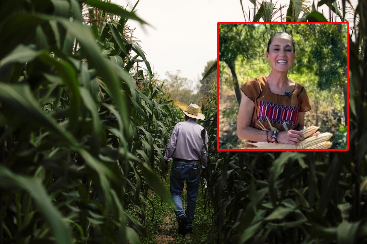 Aprueban prohibición de cultivo de maíz transgénico en México