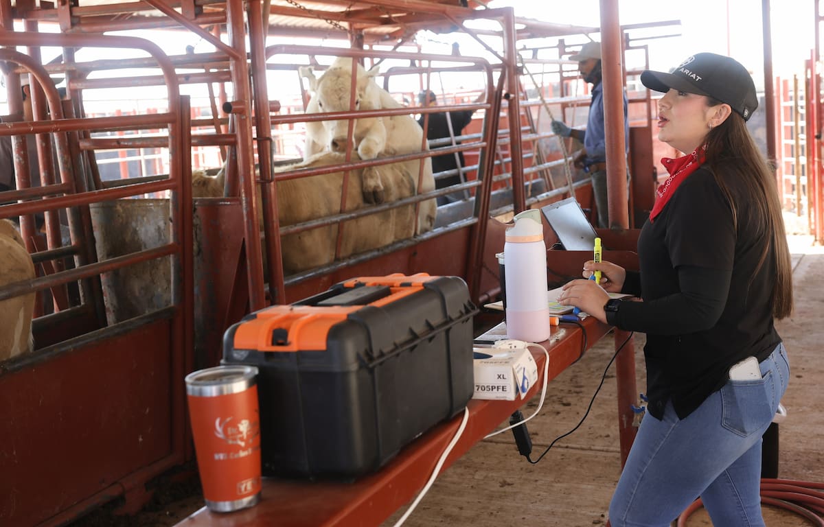 Las reses son revisadas por autoridades mexicanas y estadounidenses para reducir el riesgo de propagación del gusano barrenador. FOTO: JULIÁN ORTEGA