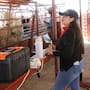 ¿El gusano barrenador afecta la carne? Autoridades explican qué ocurre con el ganado infectado en Sonora y qué deben vigilar los productores