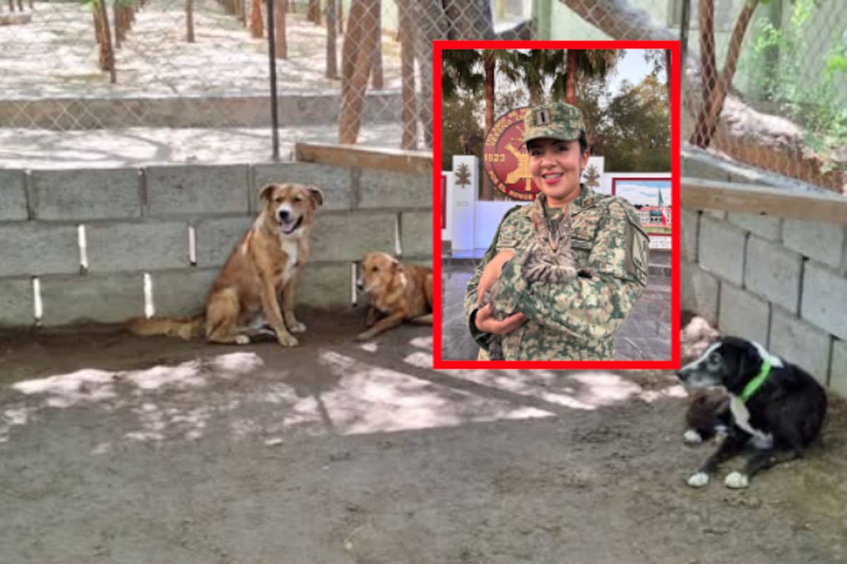 Una jornada para todos: esterilizaciones, adopciones y juegos en el campo militar